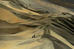 Sergey Gorshkov Gallery: Gemsbok (Oryx gazella) in sand dunes, Namibia