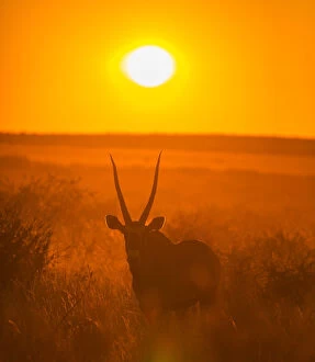 Gemsbok (Oryx gazella) silhouetted at dawn, Kalahari Desert, Botswana