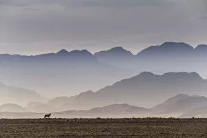 2020 April Highlights Gallery: Gemsbok (Oryx gazella) in the Sossusvlei Valley, Namib Desert