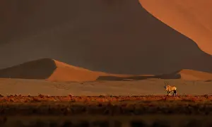 Bovidae Prints: Gemsbok (Oryx gazella) walking across desert landscape with red sand dunes in the background
