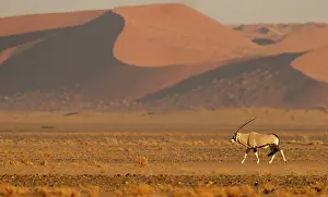 Bovidae Prints: Gemsbok (Oryx gazella) walking across desert landscape with red sand dunes in the background