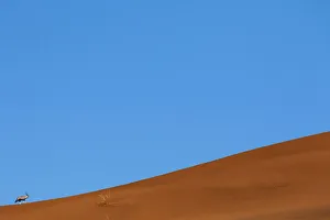 Gemsbok / South African oryx (Oryx gazella) on sand dune, Namib Desert, Sossusvlei