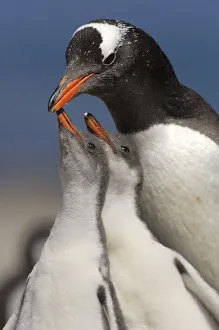 Interaction Prints: Gentoo Penguin chicks (2-week) {Pygoscelis papua} begging parent for food, Falkland