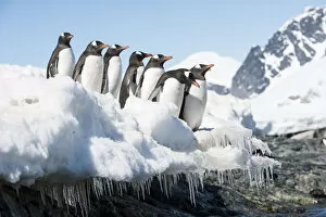 Images Dated 8th December 2012: Gentoo Penguin (Pygoscelis papua) group travelling out to sea, Cuverville Island
