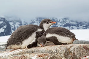 Images Dated 23rd August 2022: Two Gentoo penguin (Pygoscelis papua) chicks sleeping huddled together, Port Lockroy, Goudier Island
