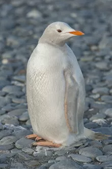 2020 October Highlights Collection: Gentoo Penguin (Pygoscelis papua) albino, Salisbury Island, South Georgia