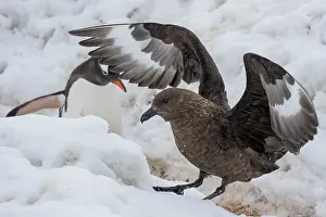 Gentoo penguin (Pygoscelis papua) chasing away a Brown skua (Stercorarius antarcticus), Antarctic Peninsula, Antarctica