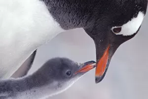 Gentoo Penguin {Pygoscelis papua} chick begging parent for food, Antarctica