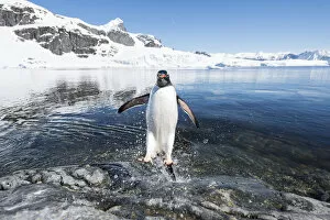 Antarctic Peninsula Gallery: Gentoo Penguin (Pygoscelis papua) coming in from the sea, Cuverville Island, Antarctic Peninsula