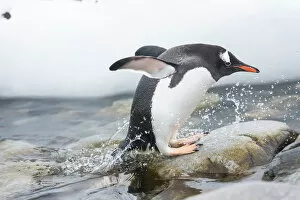 Penguins Collection: Gentoo Penguin (Pygoscelis papua) coming out of the sea, Cuverville Island, Antarctic Peninsula