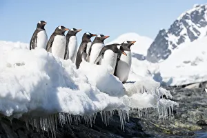 Gentoo Penguin (Pygoscelis papua) group travelling out to sea, Cuverville Island