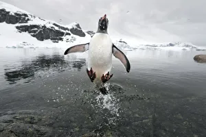 Animal Feet Gallery: Gentoo Penguin (Pygoscelis papua) jumping out of the sea, Cuverville Island, Antarctic Peninsula