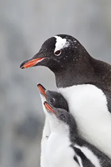 Gentoo Penguin (Pygoscelis papua) with two large chicks