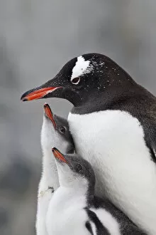 Gentoo Penguin (Pygoscelis papua) with two large chicks