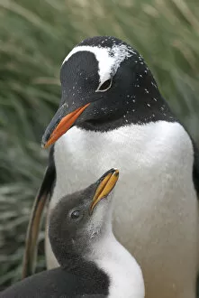 Gentoo penguin (Pygoscelis papua) at nest with chick, Macquarie Island, Southern Atlantic
