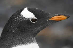Gentoo penguin (Pygoscelis papua) portrait, Antarctica