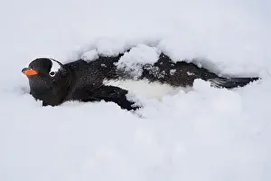 Sphenisciformes Prints: Gentoo penguin (Pygoscelis papua) resting in the snow, Antarctic Peninsula, Antarctica