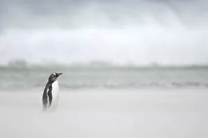 Gentoo Penguin {Pygoscelis papua} on sandy beach, with ocean in background, Falkland