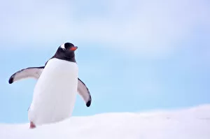 Gentoo Penguin {Pygoscelis papua} on snowline, Antarctica