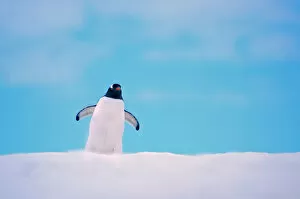 Gentoo Penguin {Pygoscelis papua} on snowline. Antarctica