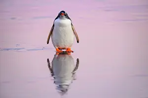 Sphenisciformes Prints: Gentoo penguin (Pygoscelis papua) standing on shore calling at sunrise