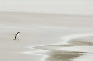Calm Coasts Collection: Gentoo Penguin {Pygoscelis papua} walking across sandy beach towards ocean, Falkland Islands
