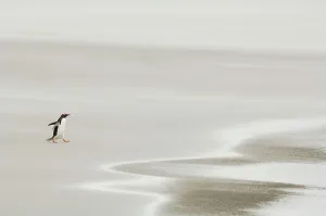 Gentoo Penguin {Pygoscelis papua} walking across sandy beach towards ocean, Falkland Islands