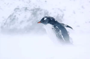 Penguins Collection: Gentoo Penguin {Pygoscelis papua} walking through snow storm, Antarctica