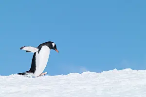 Sphenisciformes Prints: Gentoo penguin (Pygoscelis papua) walking across snow against a bright blue sky