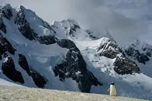 Sphenisciformes Prints: Gentoo penguin (Pygoscelis papua) walking over snow with mountains in background