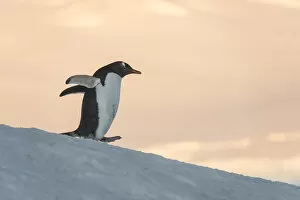 Antarctic Peninsula Gallery: Gentoo Penguin (Pygoscelis papua) Wiencke Island, Antarctic Peninsula, Antarctica