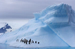 Southern Ocean Gallery: Gentoo penguins (Pygoscelis Papua) on an iceberg off the western Antarctic Peninsula