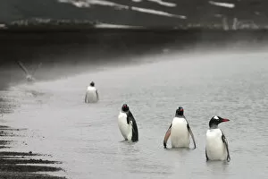 Antarctic Ocean Gallery: Gentoo penguins (Pygoscelis papua) on the shore of Deception Island, Antarctica