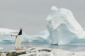 Gentoo penguins (Pygoscelis papua) calling, Cuverville Island. Antarctic Peninsula