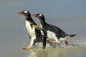 Sphenisciformes Prints: Two Gentoo penguins (Pygoscelis papua) a chick chasing the adult for food