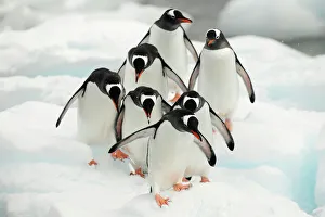 Gentoo penguins (Pygoscelis papua) group walking along snow, Cuverville Island. Antarctic Peninsula