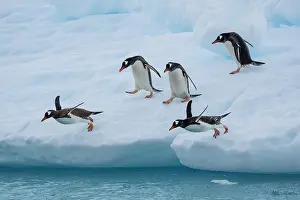 Sphenisciformes Prints: Gentoo penguins (Pygoscelis papua) jumping from iceberg into the ocean