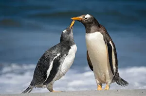 Gentoo penguins (Pygoscelis papua) pair, Sea Lion Island, Falkland Islands