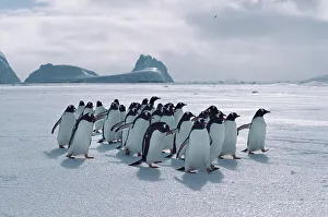 Christmas Prints: Gentoo penguins (Pygoscelis papua) returning over sea ice to breeding colony