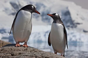 Penguins Collection: Two Gentoo penguins (Pygoscelis papua) on rock, Neko Harbour, Andvord Bay, Antarctic peninsula