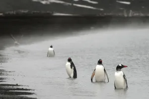Uncatalogued Prints: Gentoo penguins (Pygoscelis papua) on the shore of Deception Island, Antarctica