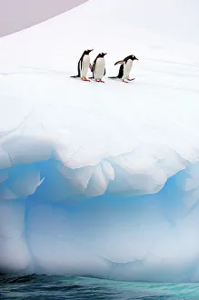 Three Gentoo Penguins (Pygoscelis papua) standing at the edge of sea ice. Antarctic Peninsula, January. Book plate from Mark Carwardine's Ultimate Wildlife Experiences