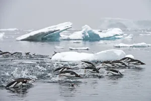 Iceberg Prints: Gentoo penguins (Pygoscelis papua) swimming together in search of krill