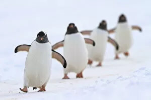 Gentoo penguins (Pygoscelis papua) walking in line, returning to nesting area, Port Charcot