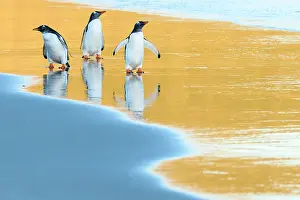 Sphenisciformes Prints: Three Gentoo penguins (Pygoscelis papua) walking along the shore at sunrise