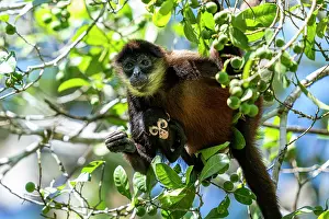Spider Monkeys Prints: Geoffroyi's spider monkey (Ateles geoffroyi) female holding infant