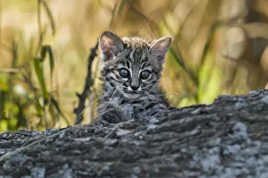 La Pampa Prints: Geoffroys cat, (Leopardus geoffroyi) Calden Forest, La Pampa, Argentina
