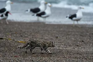 Chubut Prints: Geoffroy's cat (Leopardus geoffroyi) walking along beach with Gulls (Larus sp)