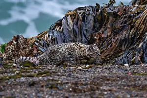 Chubut Prints: Geoffroy's cat (Leopardus geoffroyi) walking past seaweed covered rocks on beach