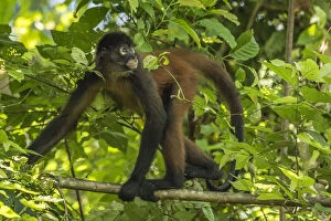 2018 July Highlights Gallery: Geoffroys spider monkey (Ateles geoffroyi) walking along branch, Corcovado National Park